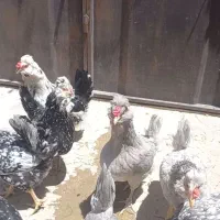 نیمچه گلین خال سوزنی