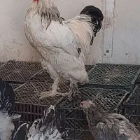 خروس برهما