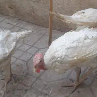 بوقلمون فروشی