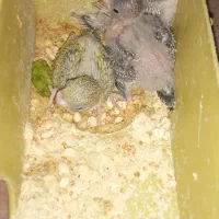 جوجه مرغ عشق سرلاکی