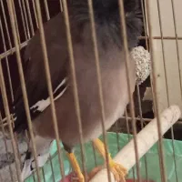 مرغ مینا سخنگو رخ به رخ