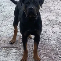 دوتانرماده