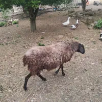 گوسفند قزل افشار