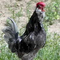 تخم مرغ نطفه دار گلین