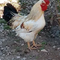 مرغ و خروس محلی