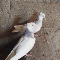طوقی