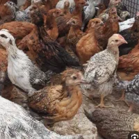 ۶۰عددجوجه گلپایگان ۴۵روزه زیباکنار خ شریف