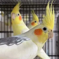 عروس  ماده لوتینو  دوکت پروانه ای