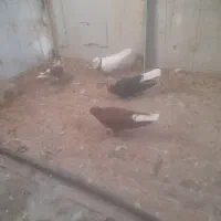 ۴عدد کفتر خوب مفت ۳تومان