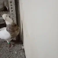 کبوتر طوقی خوب