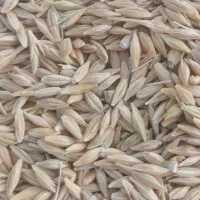 جو محلی