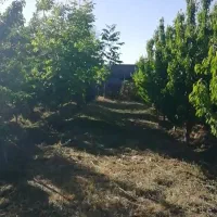 باغچه-350متری-مثمر-قاسم-آبادبزرگ