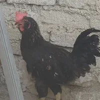 خروس سیاه
