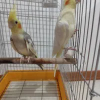 عروس هلندی مولد