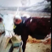 گوساله