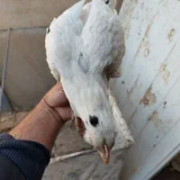 نیمچه وارگ وخروس گلین وجنگلی