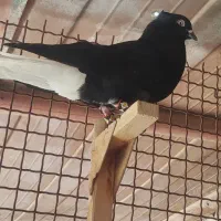 کبوتر
