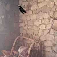 کبوتر|حیوانات مزرعه|بهبهان, |دیوار