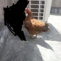 مرغ خانگی دوعدد