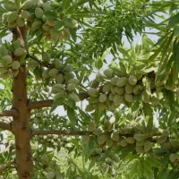 کود های ارگانیک همه کشت های کشاورزی