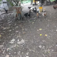 مرغ تخم گذار