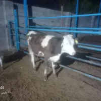 گاو گوساله سیمنتال