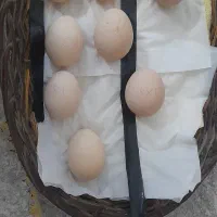 تخم مرغ لاری اصل