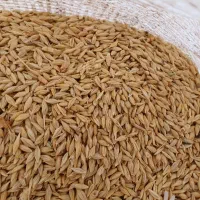جو بدون اشغال