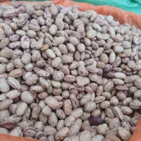 لوبیا چیتی بومی خمین