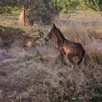 اسب|اسب و تجهیزات اسب‌سواری|مرند, |دیوار