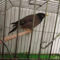 مرغ مینا ای دستی وسوخنگو نر سن ۱سال