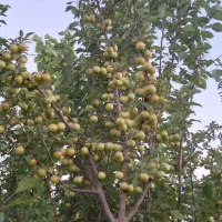 فروش باغ سنددار