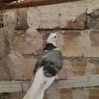 کبوتر غریبگیری