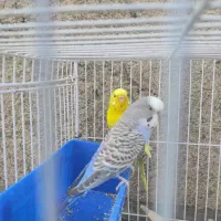 مرغ عشق نر و ماده