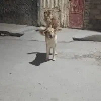 سگ گله ای جفت