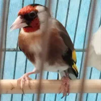 سیره|پرنده|سنندج, |دیوار