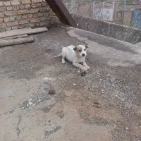 سگ  ۲ماه