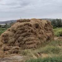 یونجه چین دوم و اول