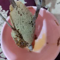 عسل کوهی