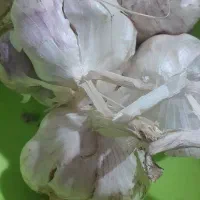 سیر محلی خشک خشک