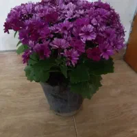 با‌سلام‌سرمایه‌دارم‌