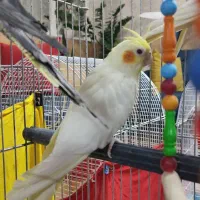 جوجه عروس هلندی
