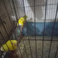 فروش مرغ عشق جفت