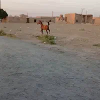 اسب کرد
