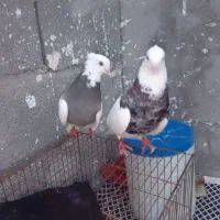 پرنده