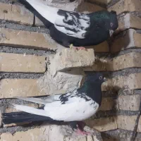 کبوتر