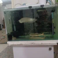 آروانا سیلور