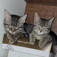 واگزاری دوعددبچه گربه