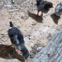 جوجه محلی اصل