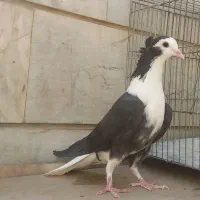 کبوتر خرقه و خال دراز